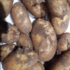 annabella varhaisperuna paunolan tila lähiruoka