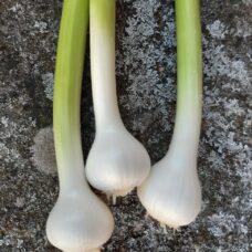 valkosipuli luomu tuore