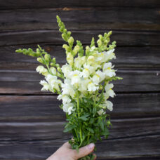 Leijonankita vaalea leikkokukka kimppu paunolan tila