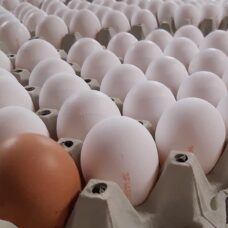 Kananmunia Paunolan tilalta lähiruoka