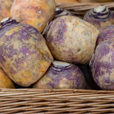 lanttu paunolan tila valkosen multaporkkana