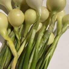 Sipulinippu paunolan tila saatavana muna-autosta