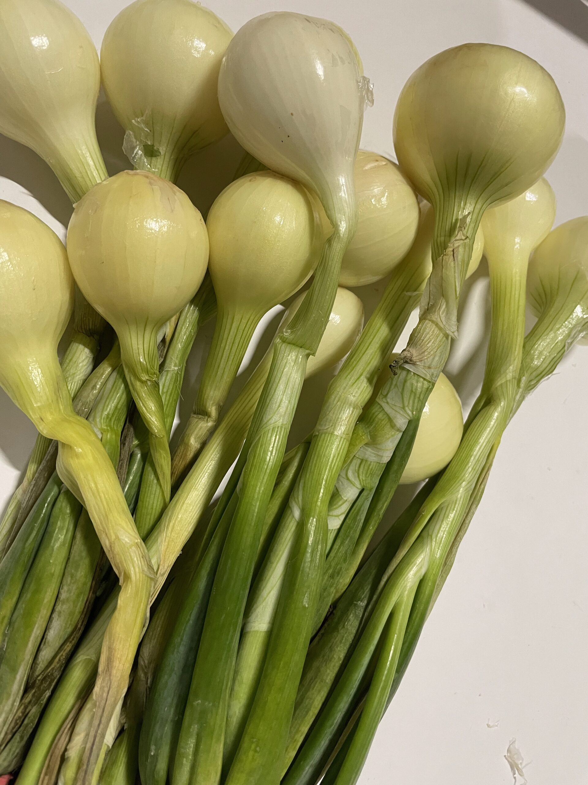 Sipulinippu paunolan tila saatavana muna-autosta